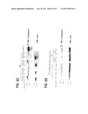 Methods For Selectively Modulating Survivin Apoptosis Pathways diagram and image