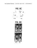 Methods For Selectively Modulating Survivin Apoptosis Pathways diagram and image