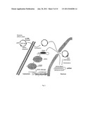 SUPERCOILED MINICIRCLE DNA FOR GENE THERAPY APPLICATIONS diagram and image