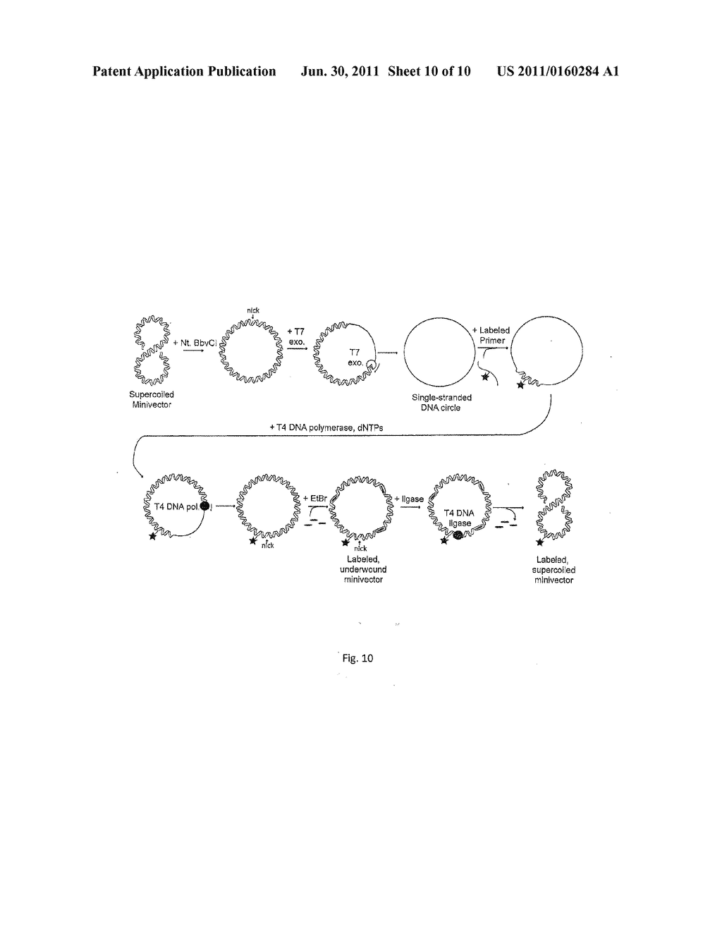 SUPERCOILED MINICIRCLE DNA FOR GENE THERAPY APPLICATIONS - diagram, schematic, and image 11