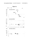 PROCESS OF PURIFYING COAGULATION FACTOR VIII diagram and image