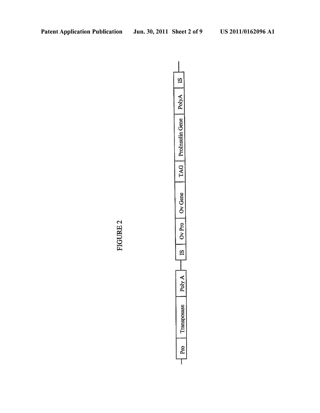 Gene Therapy Using Transposon-Based Vectors - diagram, schematic, and image 03