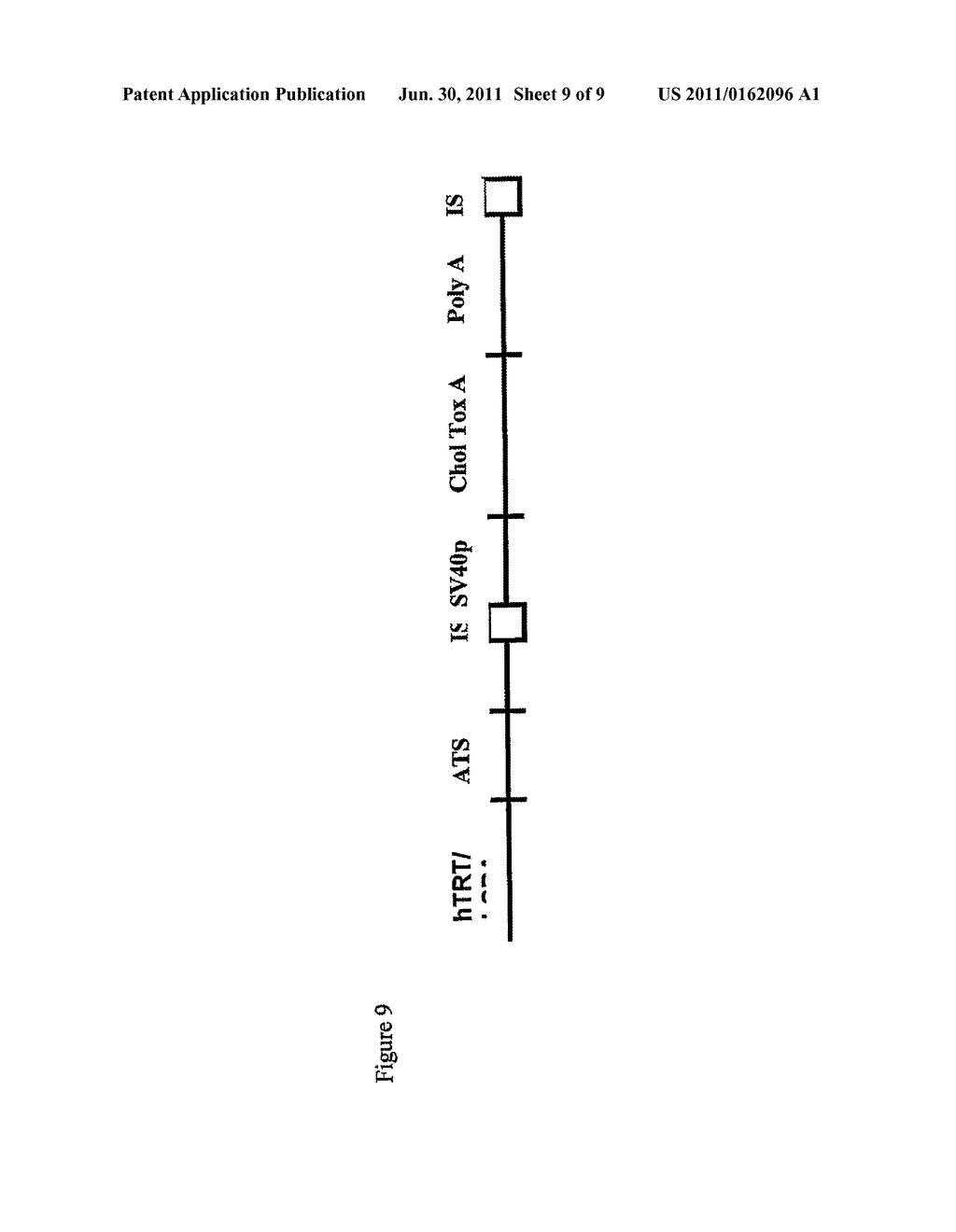 Gene Therapy Using Transposon-Based Vectors - diagram, schematic, and image 10