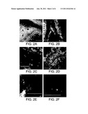 PLANT EXPRESSION CONSTRUCTS COMPRISING AND USES THEREOF diagram and image