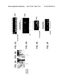 PLANT EXPRESSION CONSTRUCTS COMPRISING AND USES THEREOF diagram and image