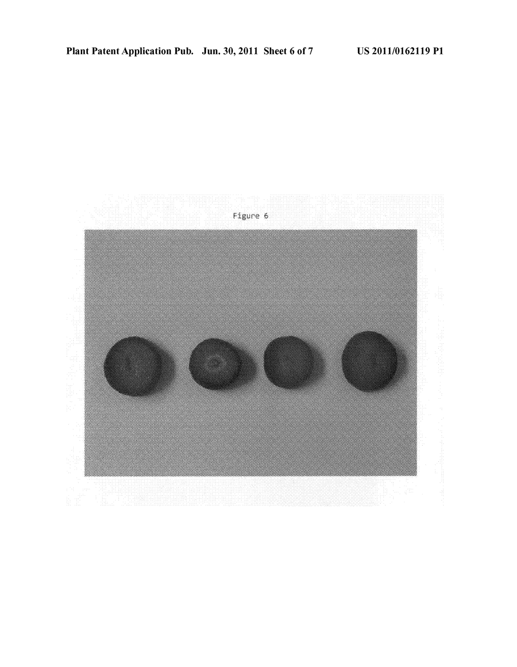 Strawberry plant named Sweet Ann - diagram, schematic, and image 09