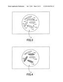 CELLULAR TISSUE MAGNETIC SIGNAL DETECTING APPARATUS diagram and image