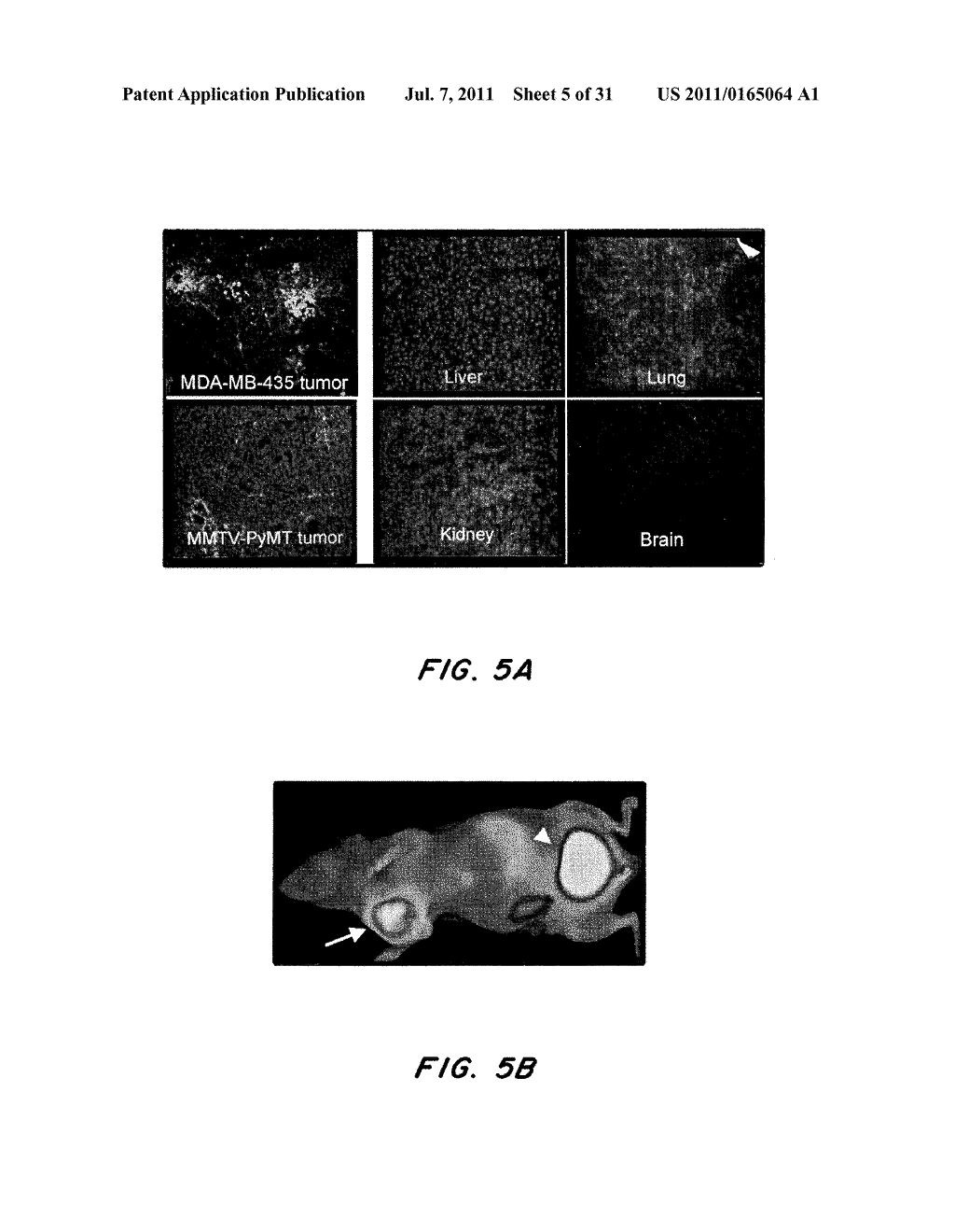 METHODS AND COMPOSITIONS RELATED TO CLOT-BINDING COMPOUNDS - diagram, schematic, and image 06