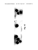 IN VIVO TUMOR TARGETING AND SPECTROSCOPIC DETECTION WITH SURFACE ENHANCED     RAMAN NANOPARTICLE TAGS diagram and image