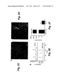 IN VIVO TUMOR TARGETING AND SPECTROSCOPIC DETECTION WITH SURFACE ENHANCED     RAMAN NANOPARTICLE TAGS diagram and image