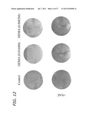 METHODS TO PREVENT CYTOTOXICITY USING N-ACETYL-CYSTEINE diagram and image