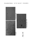 METHODS TO PREVENT CYTOTOXICITY USING N-ACETYL-CYSTEINE diagram and image