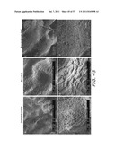 METHODS TO PREVENT CYTOTOXICITY USING N-ACETYL-CYSTEINE diagram and image