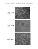 METHODS TO PREVENT CYTOTOXICITY USING N-ACETYL-CYSTEINE diagram and image