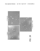 METHODS TO PREVENT CYTOTOXICITY USING N-ACETYL-CYSTEINE diagram and image