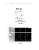 TARGETING ABCB5 FOR CANCER THERAPY diagram and image