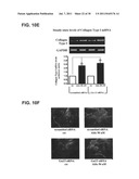 ALDOSTERONE INDUCED VASCULAR ELASTIN PRODUCTION diagram and image