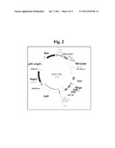 CONJUGATE OF AN ANTIBODY AGAINST CCR5 AND AN ANTIFUSOGENIC PEPTIDE diagram and image