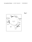 CONJUGATE OF AN ANTIBODY AGAINST CCR5 AND AN ANTIFUSOGENIC PEPTIDE diagram and image