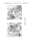 NOVEL PYRIDINE ALKALOIDS, PREPARATION PROCESS THEREOF, AND THE USES OF THE     PYRIDINE ALKALOIDS diagram and image