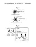 MALIGNANT TUMOR HEAT THERAPY KIT COMPRISING ANTI-REGULATORY T CELL     ANTIBODY AND MAGNETIC FINE PARTICLES AND HEAT THERAPY METHOD THEREOF diagram and image