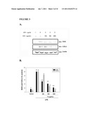 SWEET POTATO TRYPSIN INHIBITOR AND METHODS FOR TREATING INFLAMMATION AND     HYPERALGESIA diagram and image