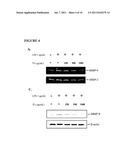 SWEET POTATO TRYPSIN INHIBITOR AND METHODS FOR TREATING INFLAMMATION AND     HYPERALGESIA diagram and image