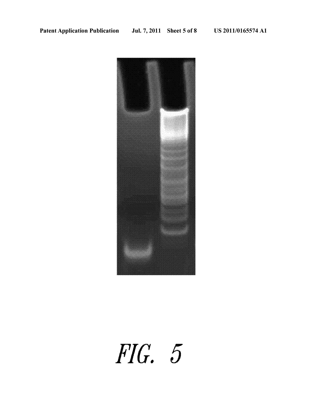 METHOD FOR AMPLIFYING SPECIFIC NUCLEIC ACID FRAGMENTS WITH THE AID OF A     RECURRENT CHAIN REACTION - diagram, schematic, and image 06