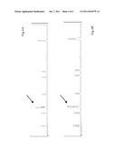 PCR-RIBOTYPING OF C. DIFFICILE diagram and image