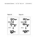 SMALL MOLECULE FLUORESCENT SENSORS FOR DETECTION OF     POST-TRANSLATIONALMODIFICATIONS AND PROTEIN INTERACTIONS IN BIOASSAYS diagram and image