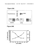 SMALL MOLECULE FLUORESCENT SENSORS FOR DETECTION OF     POST-TRANSLATIONALMODIFICATIONS AND PROTEIN INTERACTIONS IN BIOASSAYS diagram and image