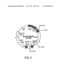 Recombinase-Based Methods for Producing Expression Vectors and     Compositions for Use in Practicing the Same diagram and image