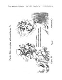 Co-crystal structure of factor D and anti-factor D antibody diagram and image