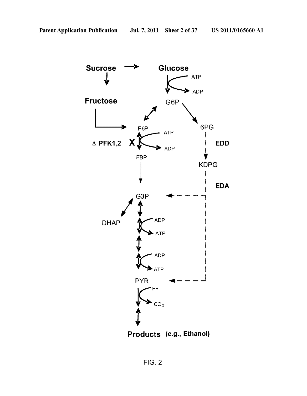 ENGINEERED MICROORGANISMS WITH ENHANCED FERMENTATION ACTIVITY - diagram, schematic, and image 03