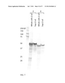 ENGINEERED MICROORGANISMS WITH ENHANCED FERMENTATION ACTIVITY diagram and image