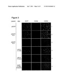 Anti-MicroRNA Oligonucleotide Molecules diagram and image