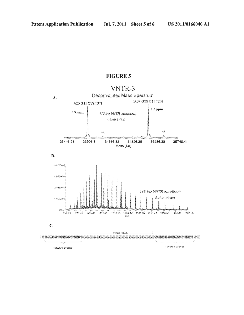 COMPOSITIONS FOR USE IN IDENTIFICATION OF STRAINS OF E. COLI O157:H7 - diagram, schematic, and image 06