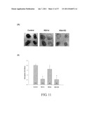 Polypeptides Selective for avB3 Integrin, Including Pegylated     Polypeptides, And Pharmaceutical Uses Thereof diagram and image