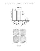 Polypeptides Selective for avB3 Integrin, Including Pegylated     Polypeptides, And Pharmaceutical Uses Thereof diagram and image