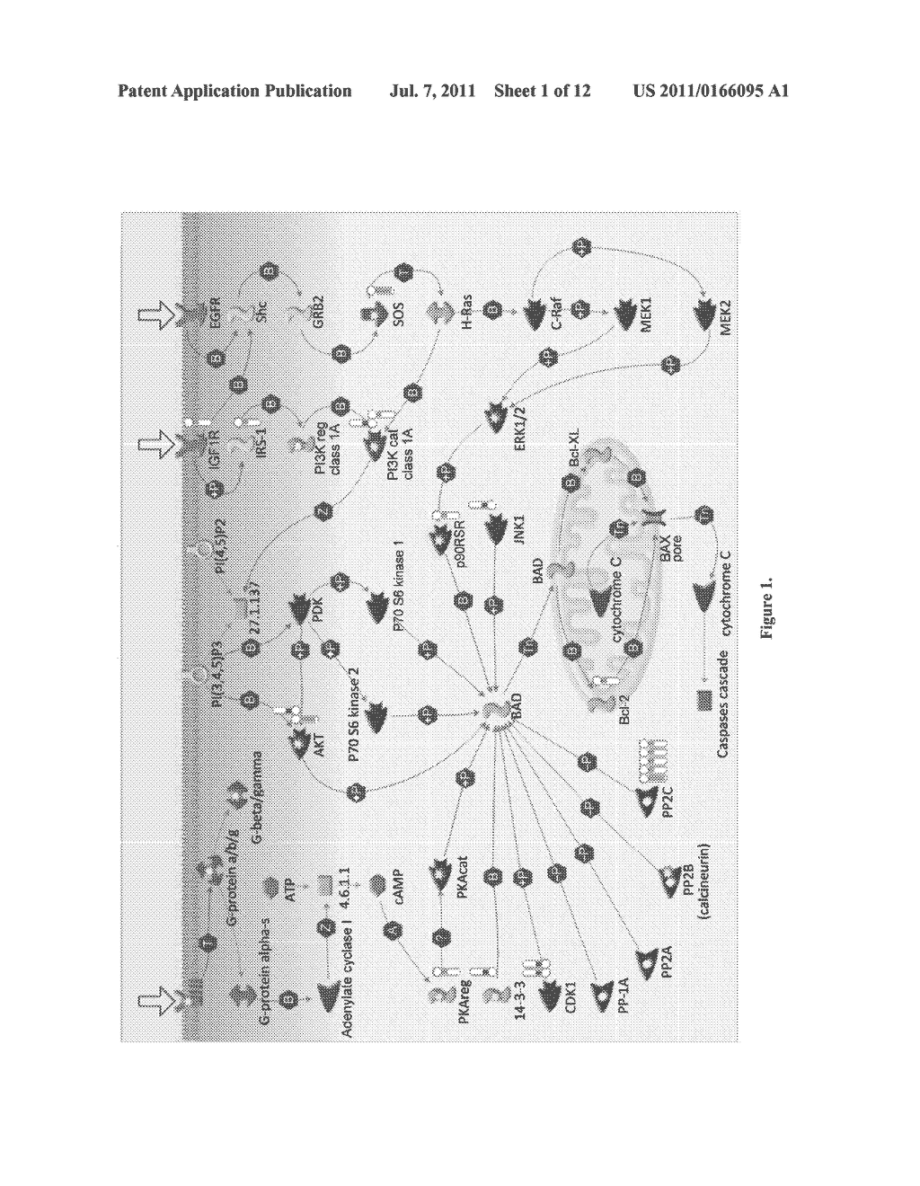 CANCER PLATINUM RESISTANCE DETECTION AND SENSITIZATION METHOD - diagram, schematic, and image 02