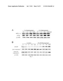 METHOD FOR TREATMENT OF BONE DISEASES AND FRACTURES diagram and image