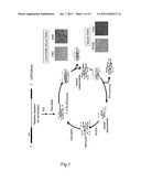 METHOD FOR OBTAINING OLIGONUCLEOTIDE APTAMERS AND USES THEREOF diagram and image