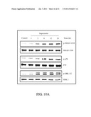 PHARMACEUTICAL COMPOSITION FOR PREVENTION AND/OR TREATMENT OF BONE LOSS diagram and image