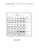 PHARMACEUTICAL COMPOSITION FOR PREVENTION AND/OR TREATMENT OF BONE LOSS diagram and image