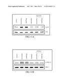 PHARMACEUTICAL COMPOSITION FOR PREVENTION AND/OR TREATMENT OF BONE LOSS diagram and image