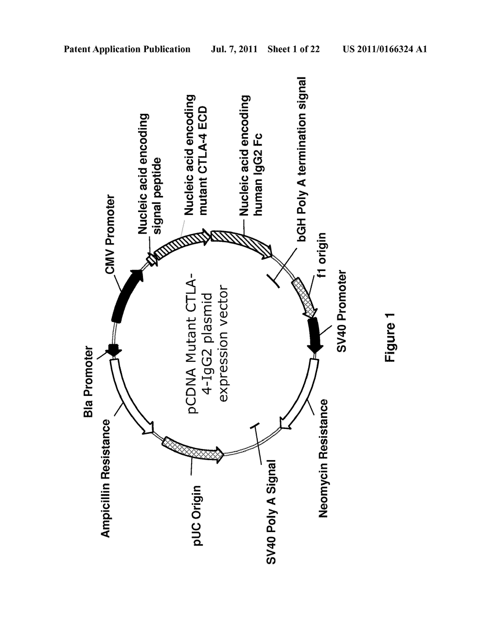 IMMUNOSUPPRESSIVE POLYPEPTIDES AND NUCLEIC ACIDS - diagram, schematic, and image 02