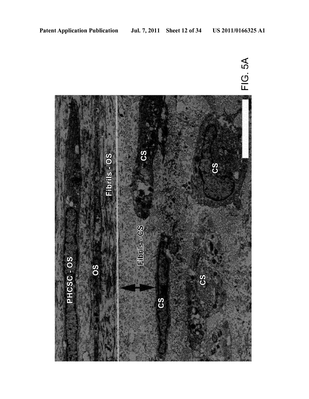 COLLAGEN FIBRILLAR CONSTRUCTION - diagram, schematic, and image 13