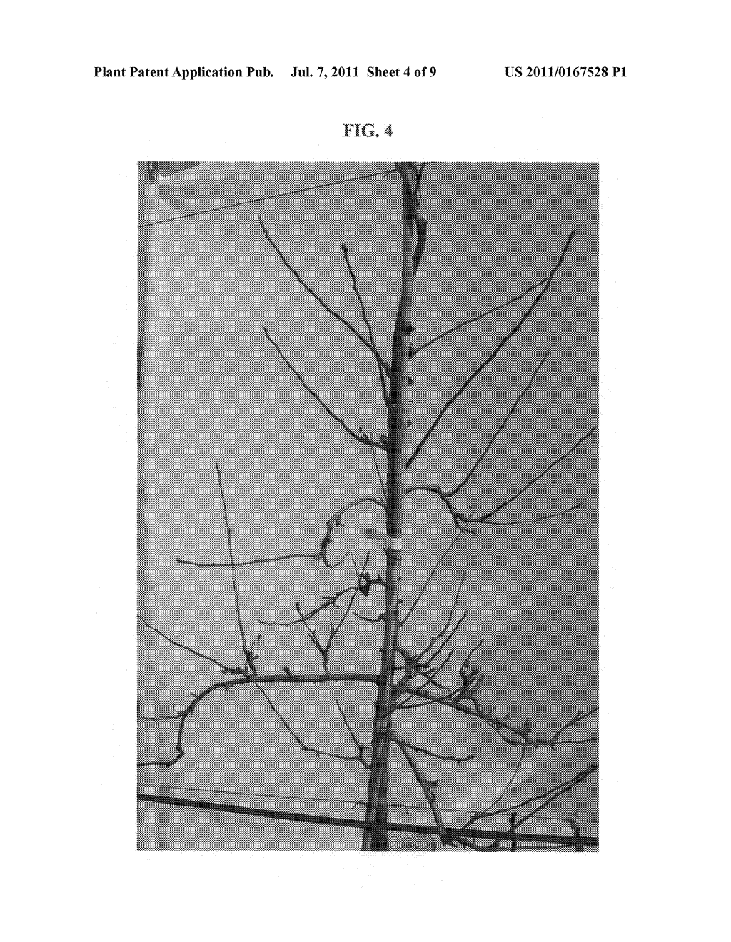 Apple tree named 'B3F44' - diagram, schematic, and image 08