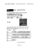 IFN-ALPHA/BETA-INDEPENDENT MECHANISM OF ANTIVIRAL PROTECTION THROUGH A     NOVEL LIGAND-RECEPTOR PAIR: IFN- LIGANDS ENGAGE A NOVEL RECEPTOR IFN-RN     (CRF2-12) AND IL-10R2 (CRF2-4) FOR SIGNALING ANDINDUCTION OF BIOLOGICAL     ACTIVITIES diagram and image