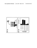 METHODS OF TREATMENT AND USES FOR CAMKII AND ITS INTERACTION WITH HDACS     AND CALPAIN diagram and image